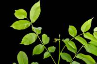 Noyer - Rameau avec feuilles (Juglans regia)